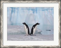 Framed Two Adelie Penguins, Antartica
