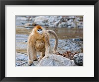 Framed Female Golden Monkey, Qinling Mountains, China