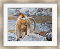 Framed Female Golden Monkey, Qinling Mountains, China