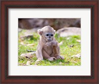 Framed Golden Monkeys, China