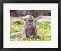 Framed Golden Monkeys, China