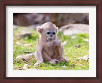 Framed Golden Monkeys, China