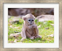 Framed Golden Monkeys, China