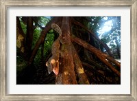 Framed Giant leaf-tailed gecko (Uroplatus fimbriatus), Nosy Mangabe Reserve, Madagascar