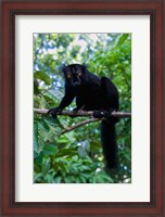 Framed Black Lemur male and female, Lokobe Nature Special Reserve, Northern Madagascar