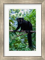 Framed Black Lemur male and female, Lokobe Nature Special Reserve, Northern Madagascar