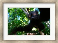 Framed Black Lemurs, Northern Madagascar