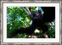 Framed Black Lemurs, Northern Madagascar