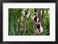 Framed Coquerel's sifakas, (Propithecus coquereli), Madagascar