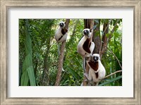Framed Coquerel's sifakas, (Propithecus coquereli), Madagascar