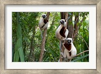 Framed Coquerel's sifakas, (Propithecus coquereli), Madagascar