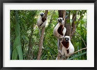 Framed Coquerel's sifakas, (Propithecus coquereli), Madagascar