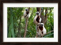 Framed Coquerel's sifakas, (Propithecus coquereli), Madagascar