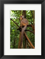Framed Crowned Lemur (Eulemur coronatus), Ankarana National Park, Northern Madagascar