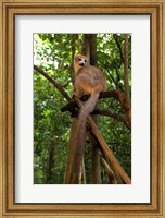 Framed Crowned Lemur (Eulemur coronatus), Ankarana National Park, Northern Madagascar