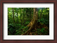 Framed Forest scene in Masoala National Park