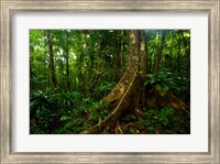 Framed Forest scene in Masoala National Park