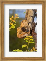 Framed Giant Madagascar or Oustalet's Chameleon, Montagne des Francais Reserve Antsiranana, Northern Madagascar