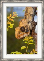 Framed Giant Madagascar or Oustalet's Chameleon, Montagne des Francais Reserve Antsiranana, Northern Madagascar