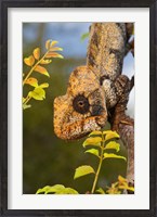 Framed Giant Madagascar or Oustalet's Chameleon, Montagne des Francais Reserve Antsiranana, Northern Madagascar