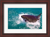Framed Great White Shark, Capetown, False Bay, South Africa