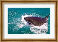 Framed Great White Shark, Capetown, False Bay, South Africa
