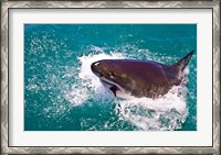 Framed Great White Shark, Capetown, False Bay, South Africa