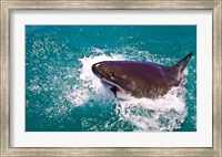 Framed Great White Shark, Capetown, False Bay, South Africa