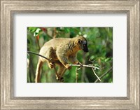 Framed Common Brown Lemur on branch, Ile Aux Lemuriens, Andasibe, Madagascar.