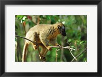 Framed Common Brown Lemur on branch, Ile Aux Lemuriens, Andasibe, Madagascar.