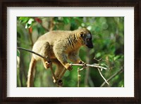 Framed Common Brown Lemur on branch, Ile Aux Lemuriens, Andasibe, Madagascar.