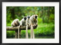 Framed Group of Verreaux's sifaka, Ile Aux Lemuriens, Andasibe, Madagascar.