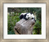 Framed Giant Panda, Wolong Reserve, China