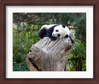 Framed Giant Panda, Wolong Reserve, China