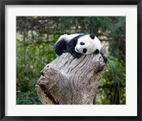 Framed Giant Panda, Wolong Reserve, China