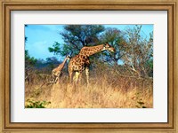 Framed Adult and baby Cape Giraffe, (Giraffa camelopardalis giraffa), Kruger National park, South Africa