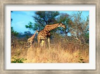 Framed Adult and baby Cape Giraffe, (Giraffa camelopardalis giraffa), Kruger National park, South Africa