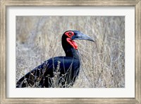 Framed Close-up of a Ground Hornbill, Kruger National Park, South Africa