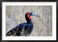 Framed Close-up of a Ground Hornbill, Kruger National Park, South Africa