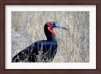 Framed Close-up of a Ground Hornbill, Kruger National Park, South Africa