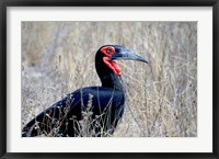 Framed Close-up of a Ground Hornbill, Kruger National Park, South Africa