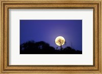 Framed Full Moon Rises Above Acacia Tree, Amboseli National Park, Kenya