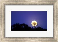 Framed Full Moon Rises Above Acacia Tree, Amboseli National Park, Kenya