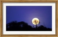 Framed Full Moon Rises Above Acacia Tree, Amboseli National Park, Kenya