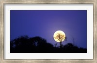 Framed Full Moon Rises Above Acacia Tree, Amboseli National Park, Kenya