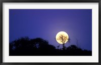 Framed Full Moon Rises Above Acacia Tree, Amboseli National Park, Kenya