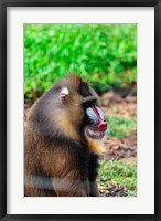 Framed Africa, Cameroon, Limbe. Mandrill at Limbe Wildlife Center.