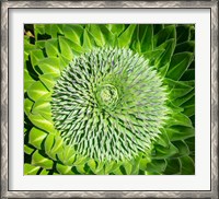 Framed Giant Lobelia inflorescence. Mount Kenya NP, Kenya, Africa.