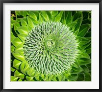 Framed Giant Lobelia inflorescence. Mount Kenya NP, Kenya, Africa.