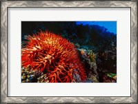 Framed Crown-of-Thorns Starfish at Daedalus Reef, Red Sea, Egypt